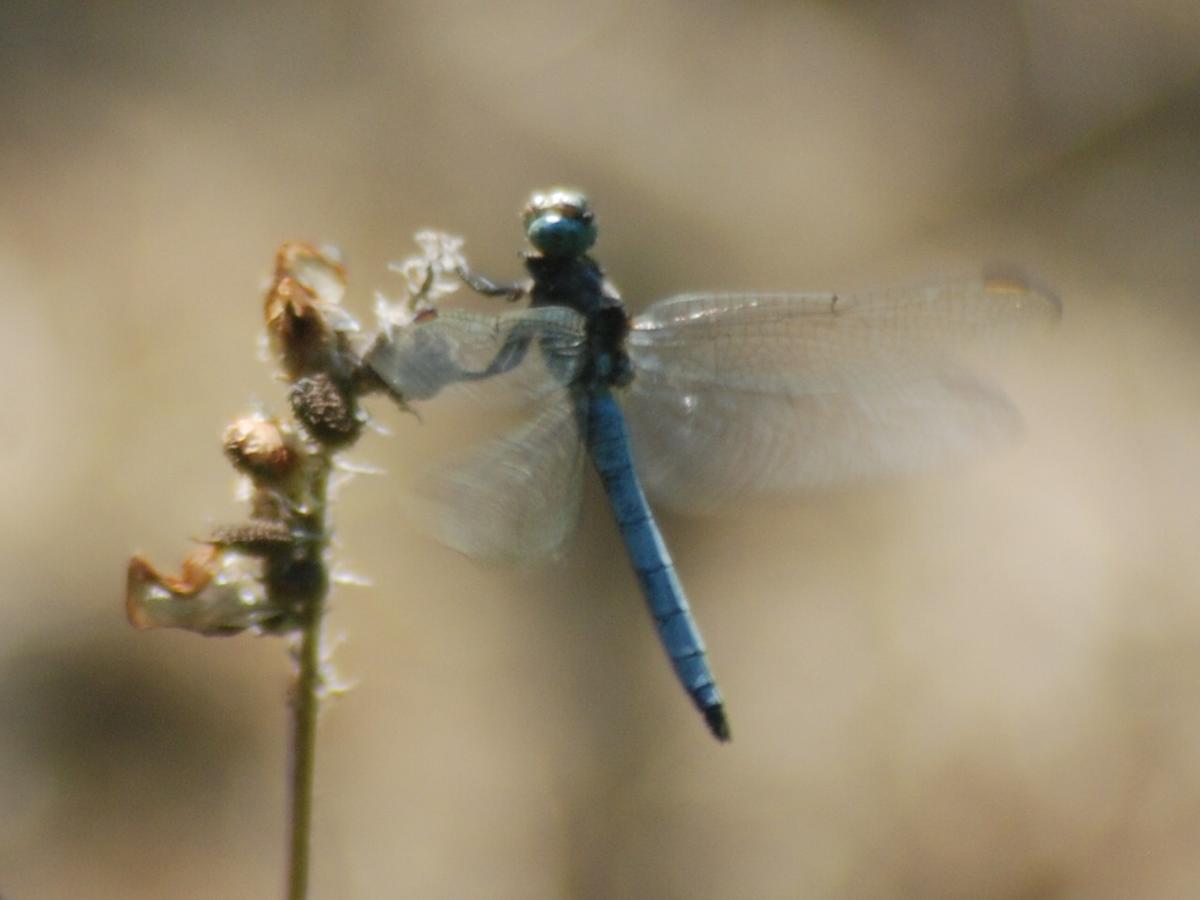 הוילה פומרנצה Agriturismo Incanto Del Fiume מראה חיצוני תמונה